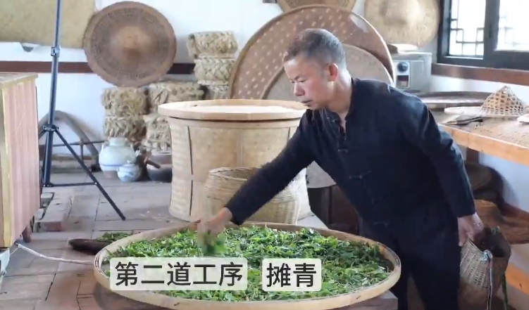 凌云白毫茶：手工制新茶 留住传承味